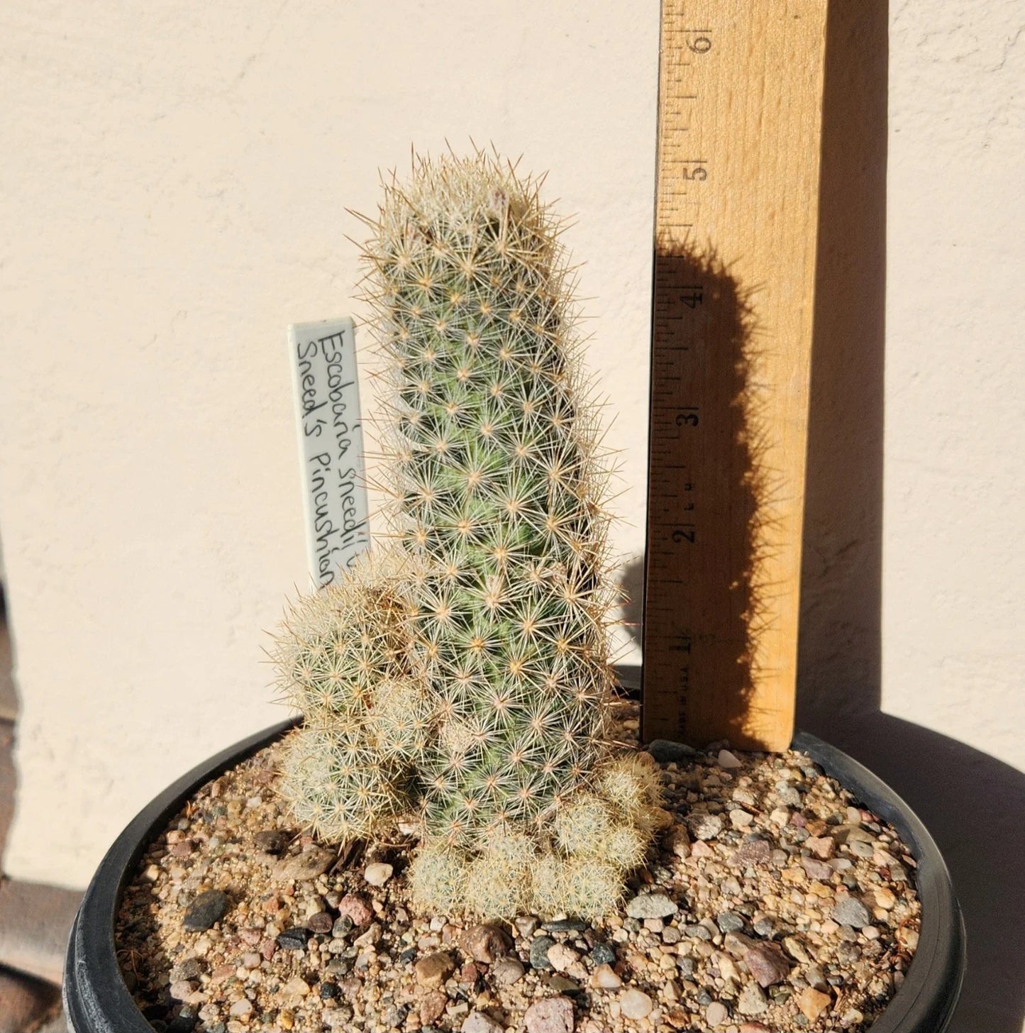 Sneed's Pincushion Cactus Live Plant - Escobaria sneedii var. sneedii - Succulent Cactus for Indoor or Outdoor Gardens