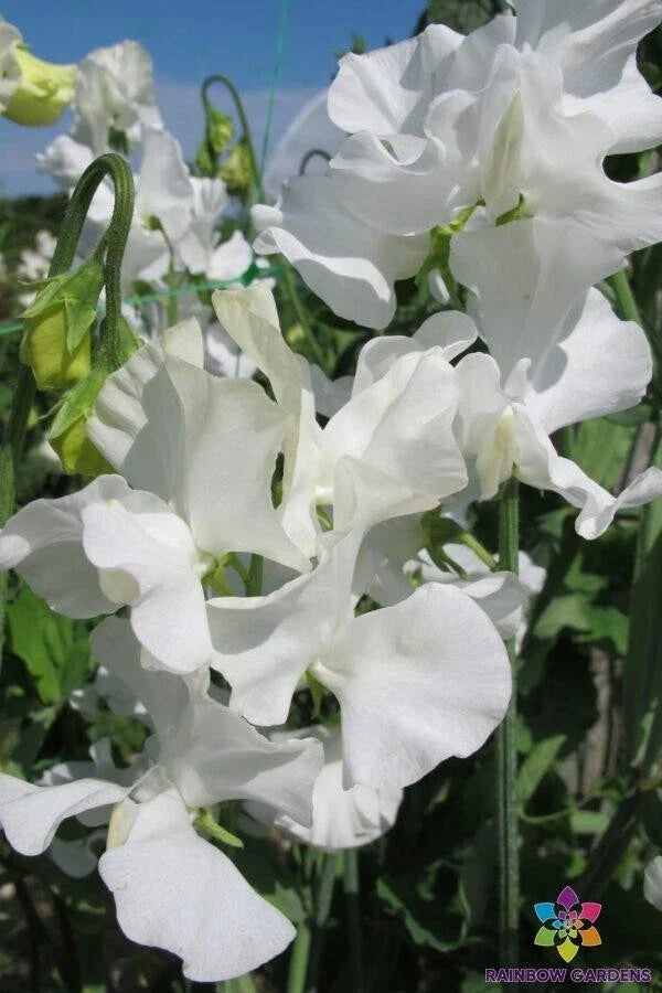 White Supreme Sweet Pea Seeds - 50+ Count - Perfect for Garden Planting - Lathyrus odoratus