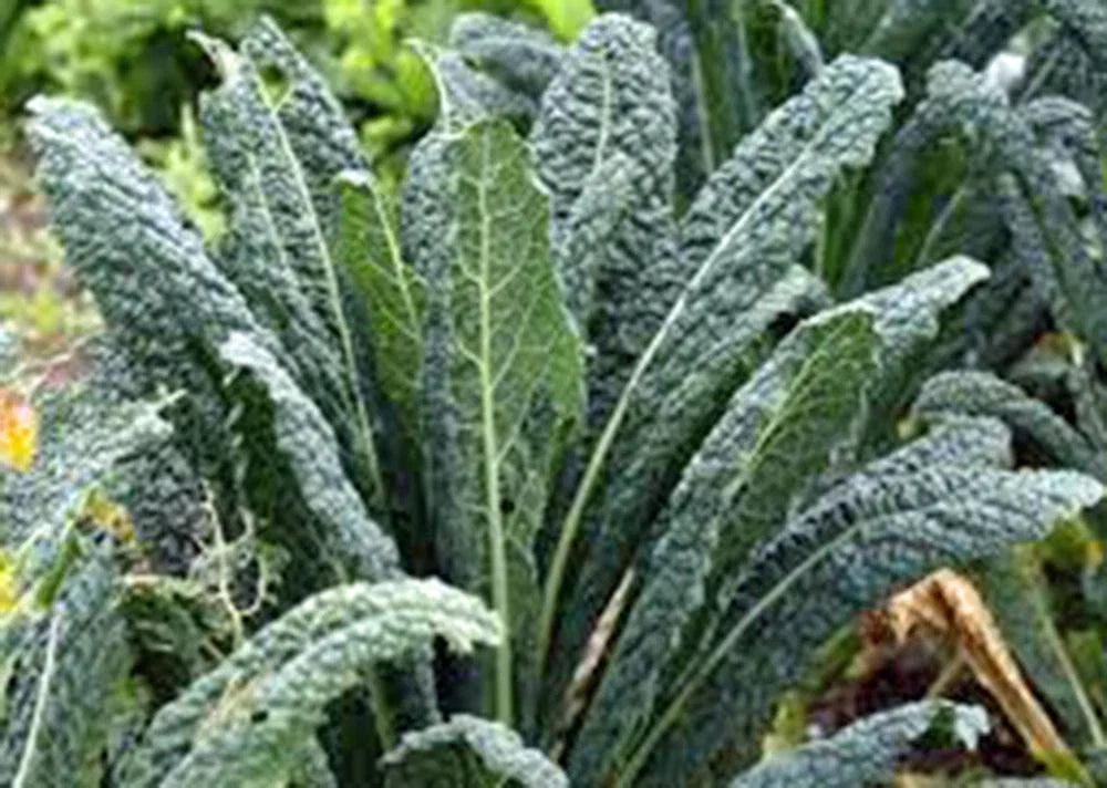 Kale Seeds - Premier Variety, Non-GMO, 50+ Seeds - Perfect for Salads and Cooking, Brassica oleracea