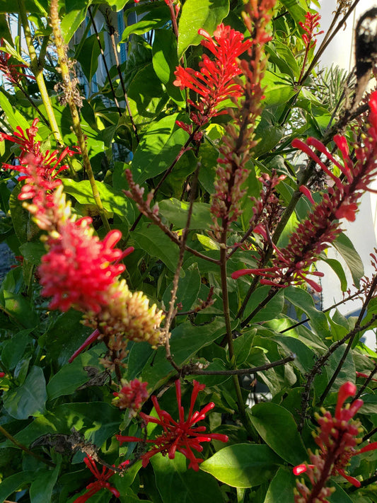 Red Odontonema Cuspidatum Firespike Cuttings - 4x Cardinal's Guard Plant Propagation