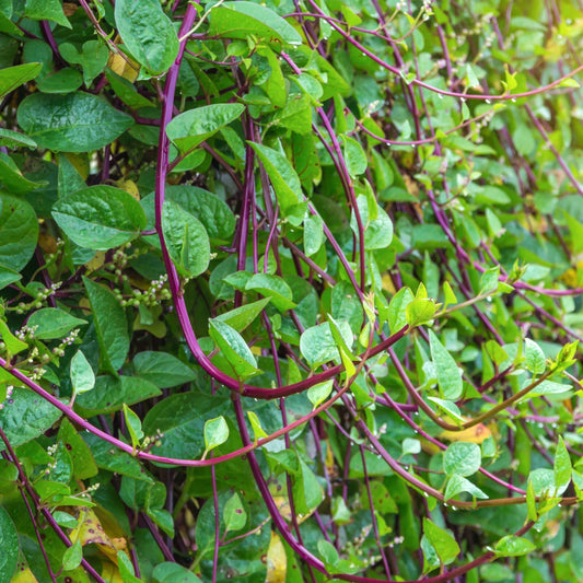 Red Stem Malabar Spinach Seeds - Basella Alba Rubra - Ceylon Green Vegetable - Heirloom Seeds 2025
