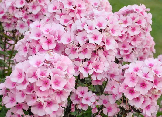 Phlox Seeds - 100+ Bright Eyes Variety - Perfect for Garden Planting - Phlox paniculata