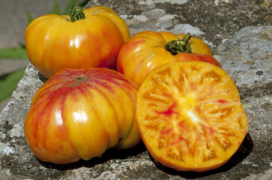 Buffalosun Tomato Seeds - 120 Organic Hybrid F1 Seeds - Fresh Heirloom Variety - Solanum lycopersicum