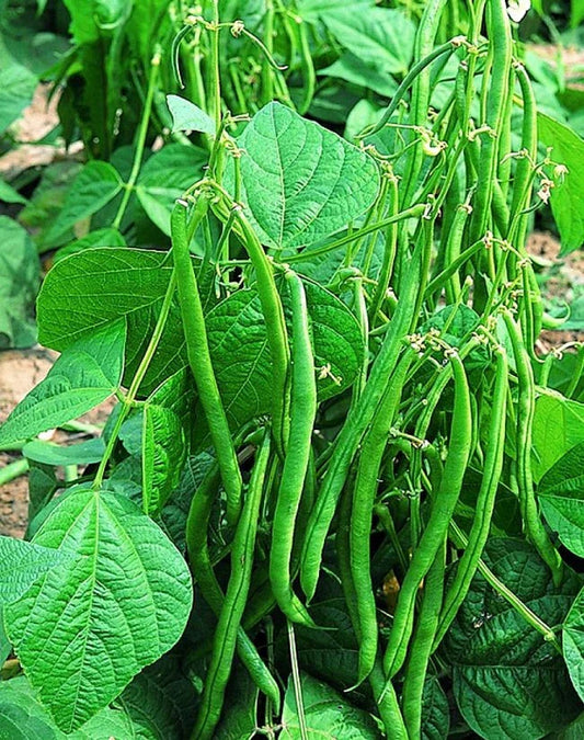 Valentino Green Bean Seeds 100+ - 55 Days - Dark Green Pods - Phaseolus vulgaris