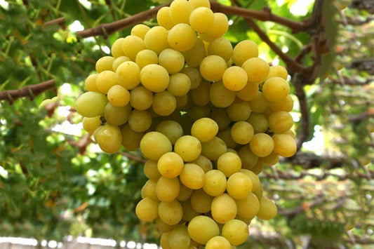 Cotton Candy Grape Cuttings - 3 Rooting Cuttings for Grafting - Vitis vinifera - Easy to Root, Limited Stock