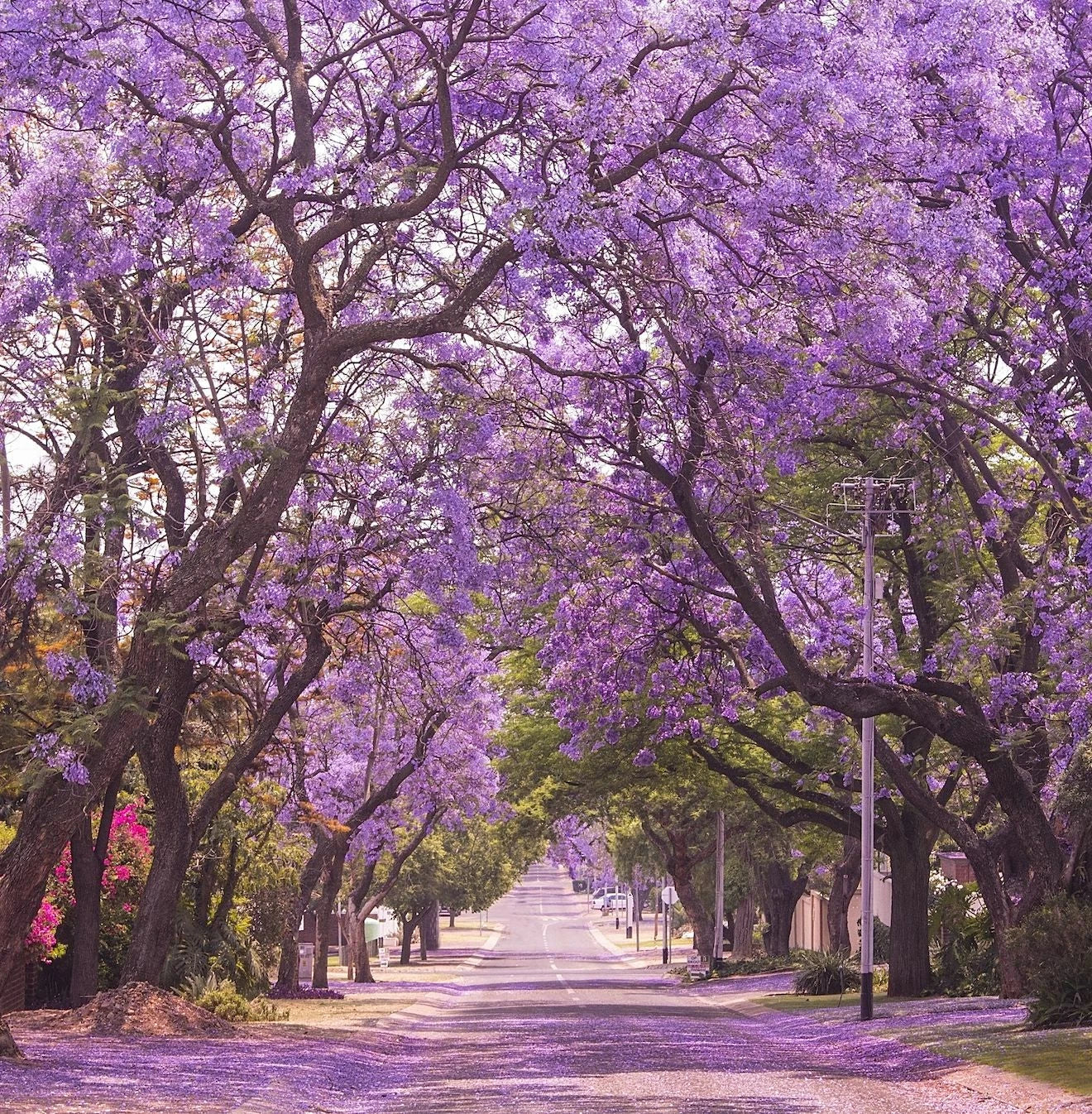 Jacaranda Tree Seeds | Lavender Blue Flower Tropical Plant | Jacaranda mimosifolia