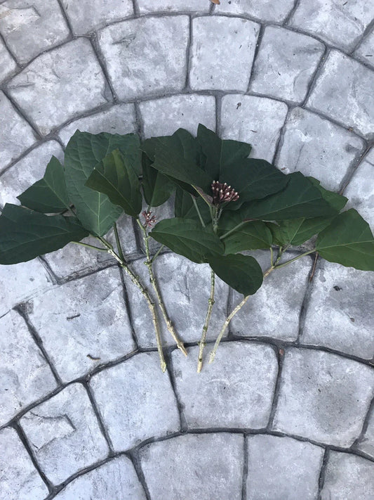 6 Starburst Plant Cuttings | Clerodendrum Quadriloculare Unrooted | Shooting Star, Quad Plant, Tropical Flowering Shrub