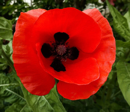 Corn Poppy Seeds - Red with Black Center - Papaver rhoeas - Non-GMO Annual Flower Seeds for Garden Planting