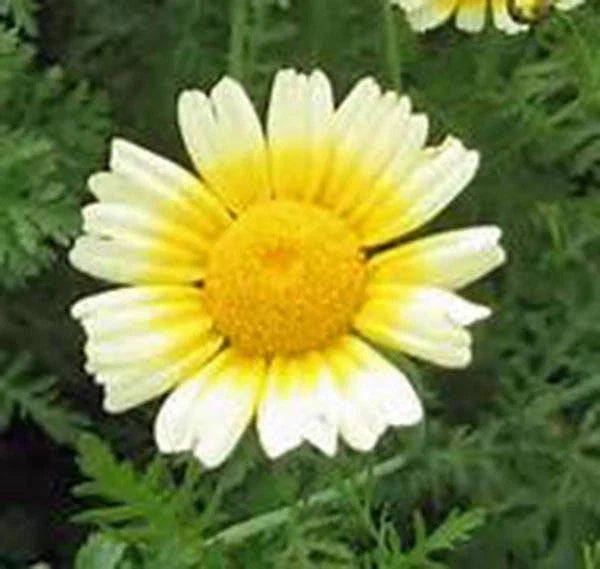 Garland Daisy Seeds - 1000+ Newly Harvested Seeds - Dimorphotheca Sinuata - Colorful Flowering Plant Seeds
