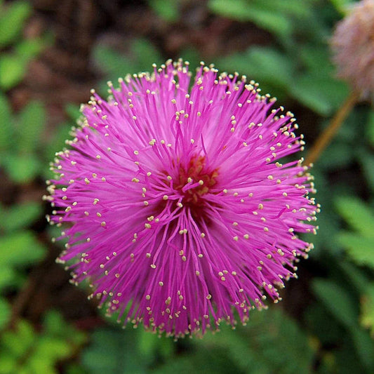 50 Sleeping Grass Seeds - USA Grown, Non-GMO, Perennial Grass (Desmodium triflorum) - Ideal for Lawns and Ground Cover