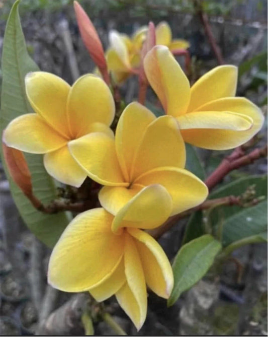 Rooted Plumeria Plant Cutting - Aztec Gold - 16" with 1 Tip - Plumeria rubra