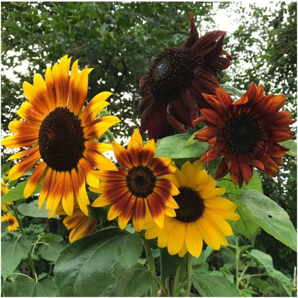 Autumn Beauty Sunflower Seeds - 25+ Non-GMO Organic - Helianthus annuus - Colorful Garden Flowers
