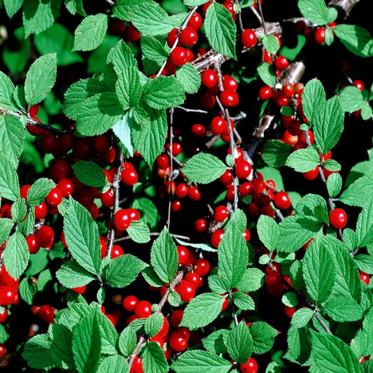 Nanking Cherry Tree Seeds - Fast Growing, Hardy Variety - Prunus tomentosa - Dwarf Fruit Tree Seeds