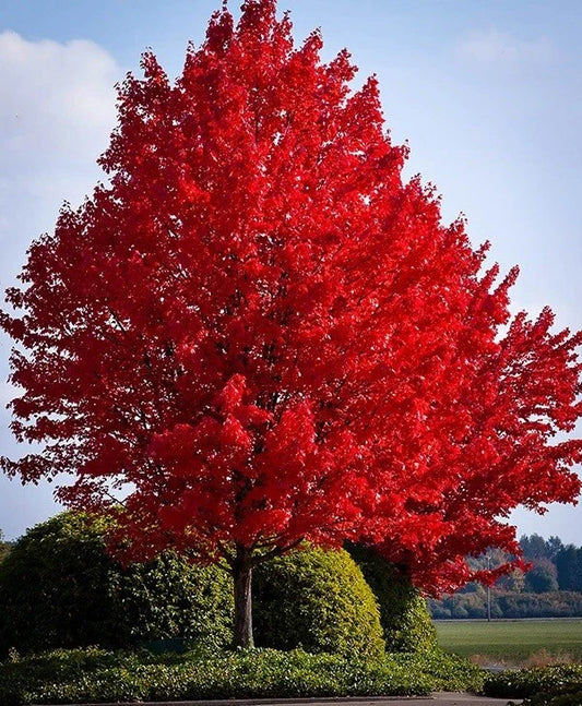 Red Maple Live Bare Root Plant 16-24 Inches Acer rubrum, Vibrant Red Foliage, Hardy Zones 4-9, Ideal for Spring Color