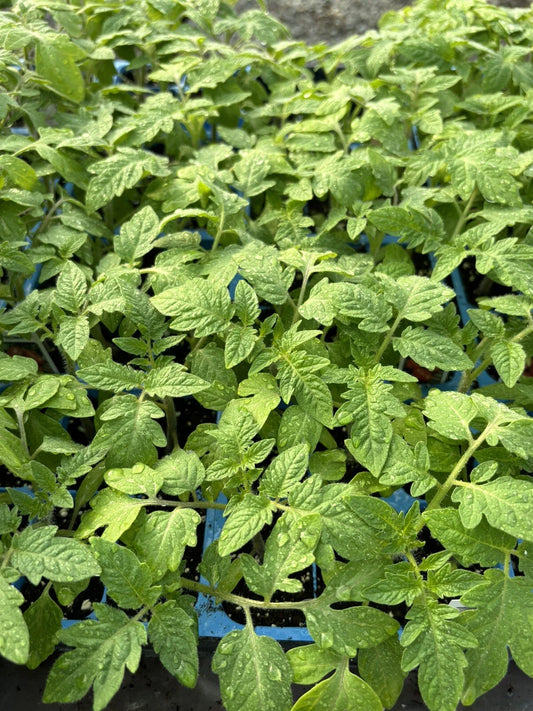 Roma Tomato Live Plants - Lot of 4 - 6 to 10 Inches - Solanum lycopersicum - 60+ Days Old