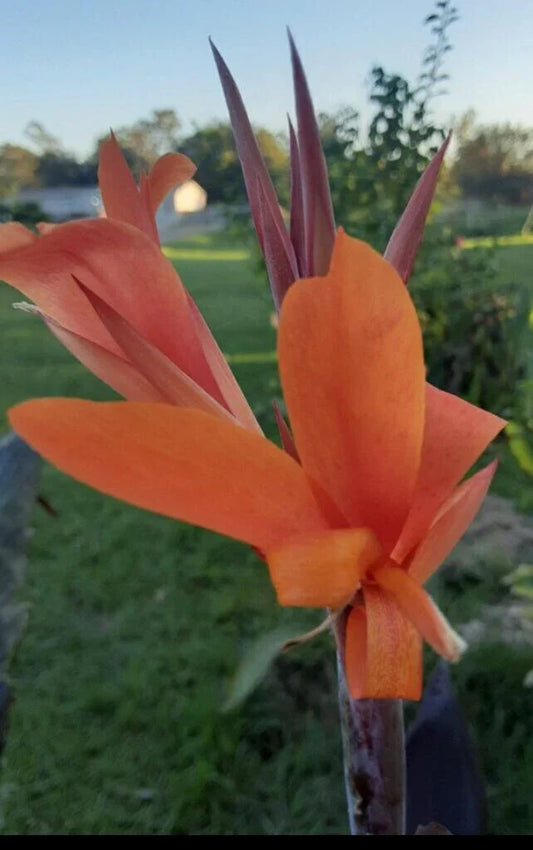 Canna Lily Seeds - 10 Pack - Orange - Canna indica