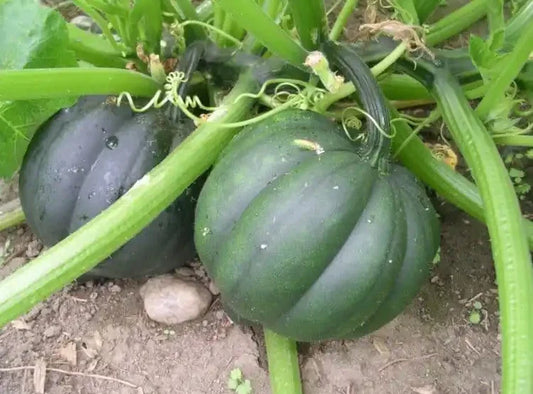 Table Queen Acorn Winter Squash Seeds - 50+ Heirloom Organic Non-GMO - Fresh Quality Seeds for Planting (Cucurbita pepo)