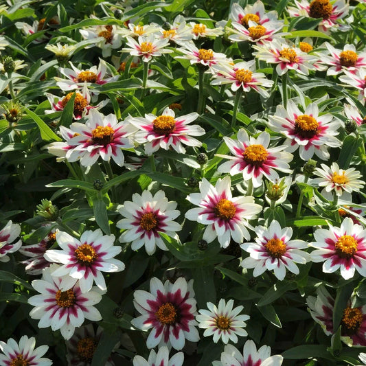 Zahara Starlight Rose Zinnia Seeds - 100+ Pack - Colorful Garden Flowers - Zinnia elegans