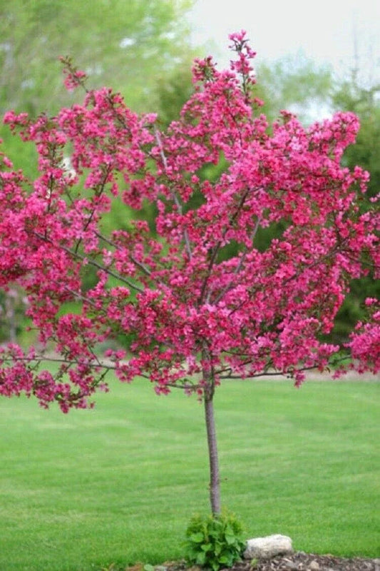 Dwarf Pink Dogwood Tree Seeds - 5+ Pack - Cornus Florida Fubra - Hardy Flowering Fall Color