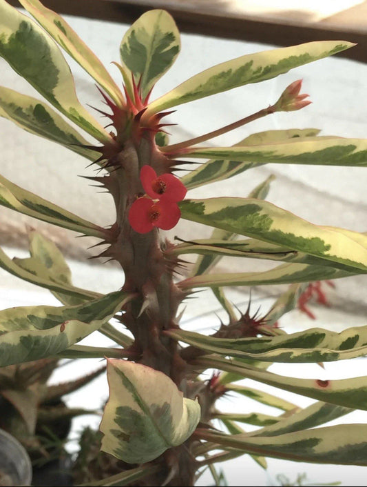 Euphorbia Crown of Thorns Rooted Plant in 4" Pot - Succulent Variety for Indoor or Outdoor Use, Drought-Tolerant Decor