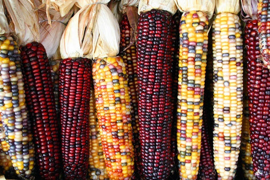 50 Treated Indian Ornamental Corn Seeds - Heirloom Non-GMO, Colorful Variety, USA Seller - Zea mays