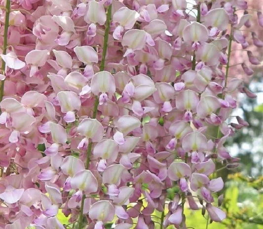 Light Pink Wisteria Seeds - 5 Pack Climbing Flower Perennial, Wisteria sinensis, USA Seller