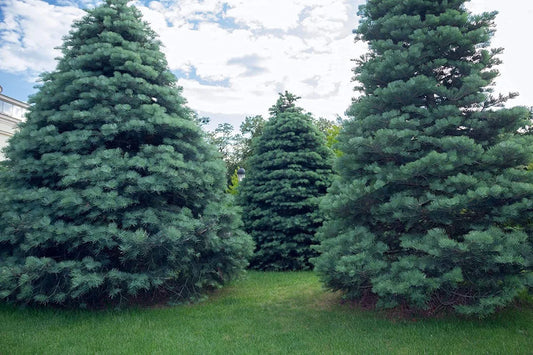 White Fir Seeds for Planting - 30 Count - Abies concolor - Evergreen Tree Seeds