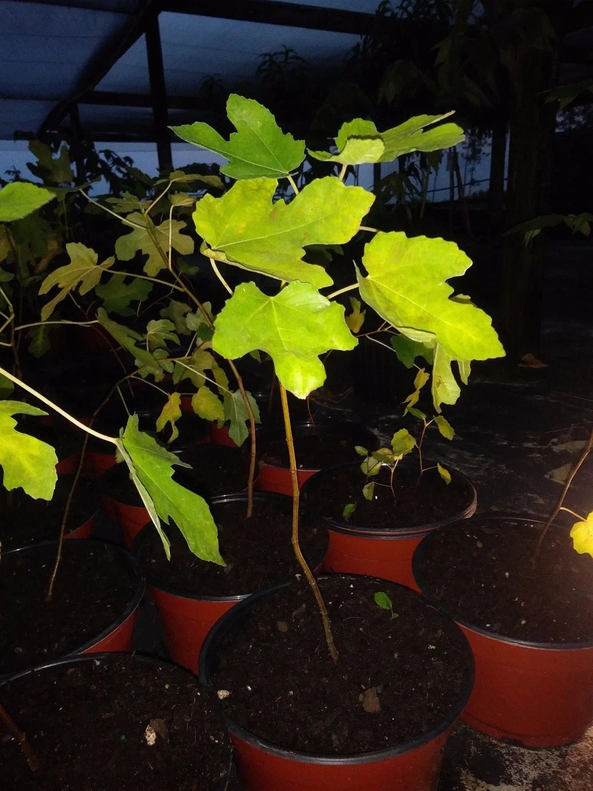 Ficus Brown Turkey Fig Tree Plant 3-8 Inches Cold Hardy Edible Ficus carica