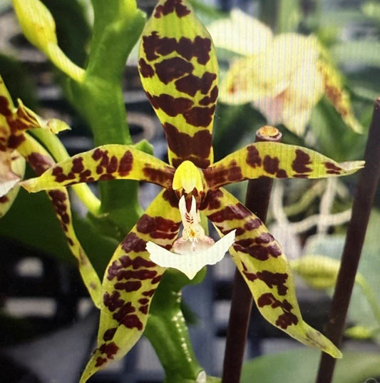 Orchid Plant Division - One Surprise Orchid, Bare Root, No Pot or Tag, Unique Variety