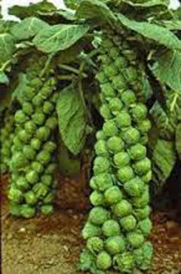 Brussel Sprout Seeds, 500 Count, Catskill Heirloom, Non-GMO, Organic Vegetable Seeds, Brassica oleracea var. gemmifera