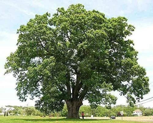 Black Willow Tree Cuttings - 6 Pieces - Fast-Growing Shade and Privacy Plant - Salix nigra