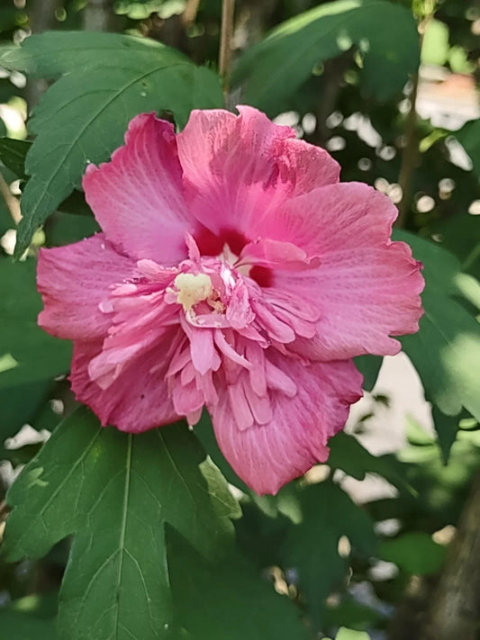 Rose of Sharon Cuttings - Unrooted Double Pink Flowers - Hibiscus syriacus - FREEDOM Variety