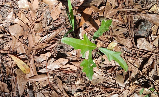 Water Oak Seedlings 10-Pack 6"-12" Tall Quercus nigra Native Southern Alabama Trees