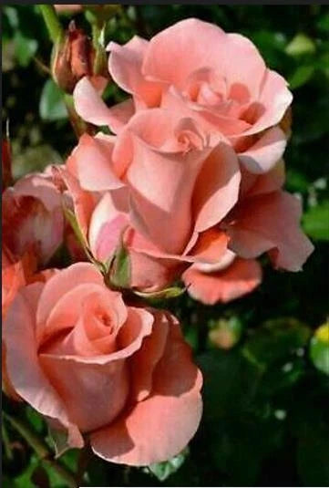 Salmon Rose Seeds - 15 Perennial Flower Seeds for Bush Shrub - Rosa spp. - US Seller