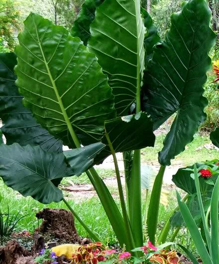 3 Seedlings 3-6" Borneo Giant Elephant Ear Taro Alocasia Macrorrhiza Plants for Tropical Gardens, Indoor Decor
