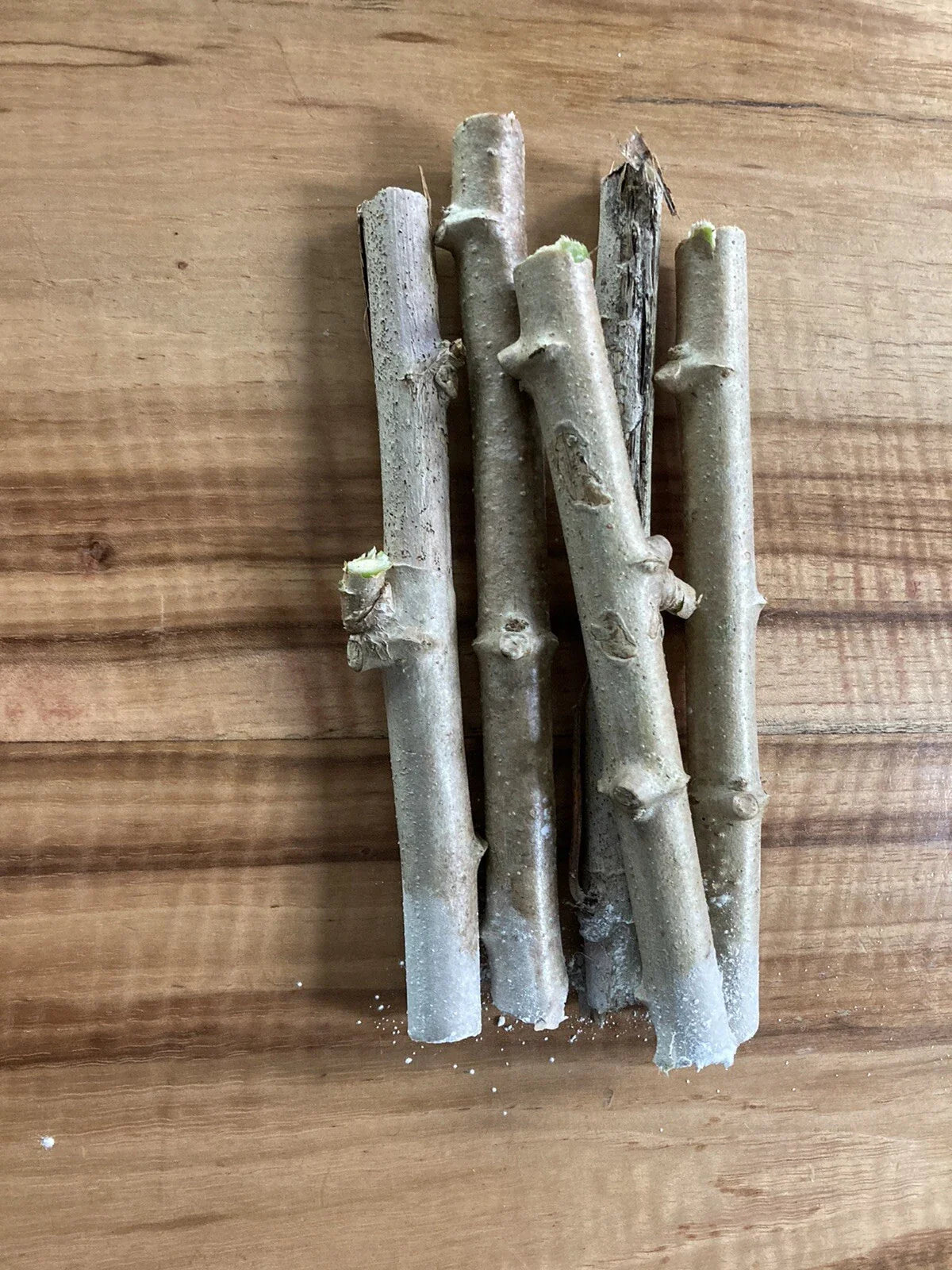 Yuca Cassava Stem Cuttings - 5 Fresh Healthy Cuttings with Rooting Hormone - Manihot esculenta