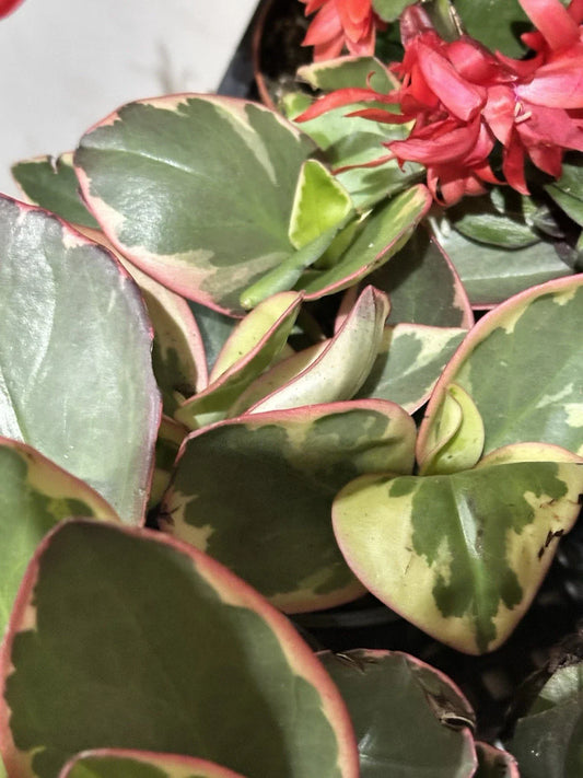 Succulent Peperomia Clusiifolia Tricolor 3-5" Live Houseplant Red Variegated Jelly Peperomia