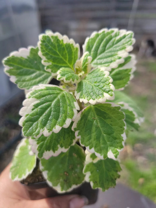 Swedish Ivy Starter Plant - Green & White Variegated - Plectranthus verticillatus - Indoor Houseplant