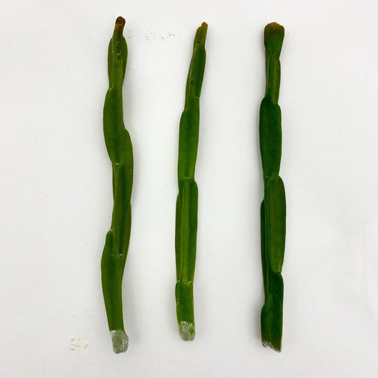 Rhipsalis paradoxa Cuttings - Unique Cactus Variety for Indoor Gardening - Exotic Houseplant Decor