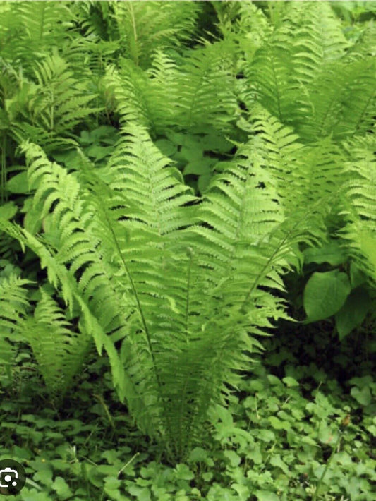 Ostrich Fern Roots - 5 Bare Root Plants - Matteuccia struthiopteris - Native Woodland Perennial for Shade Garden