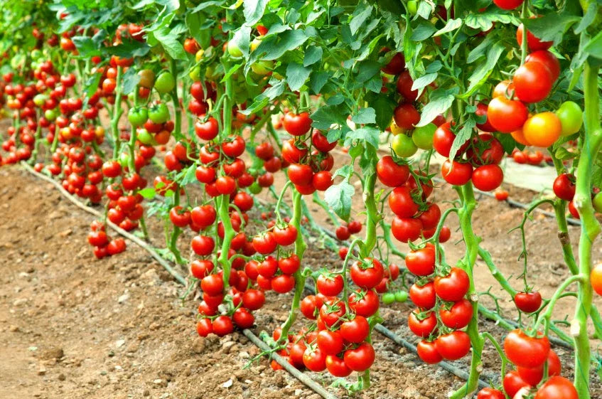 Early Cascade Tomato Seeds - 120+ Heirloom Organic NON-GMO - Rare Variety - Perfect for Home Gardening