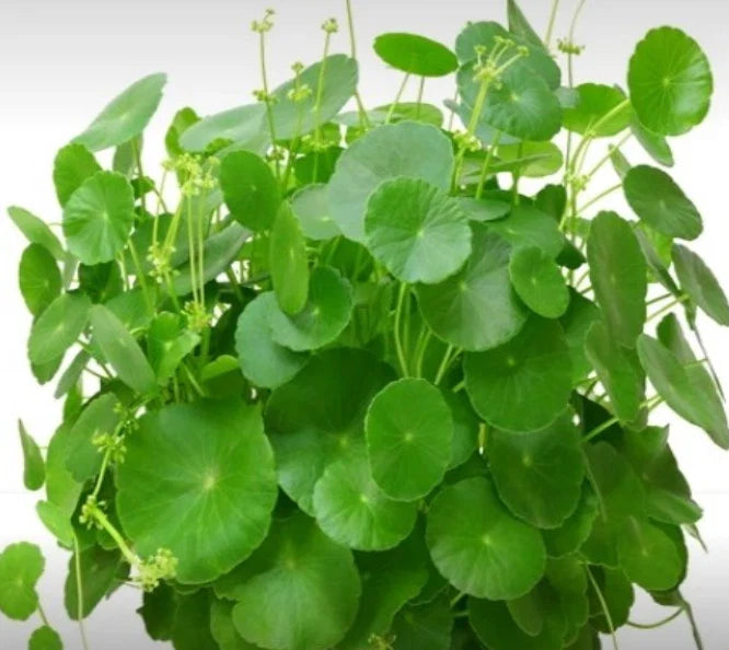 Pennywort Herb Seeds 50++ Organic Heirloom Centella asiatica Non-GMO Gotu Kola