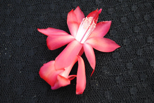 Christmas Cactus Starter Plant - Small Bolero Variety - Healthy Rooted Schlumbergera truncata
