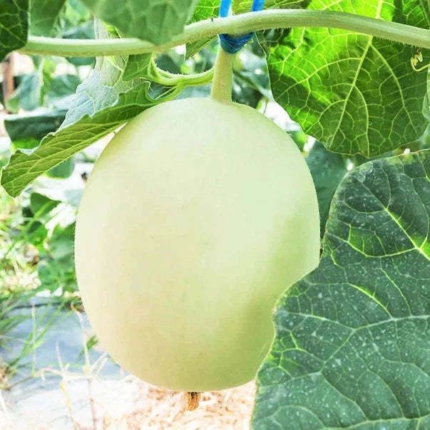 Honeydew Melon Seeds - Green Flesh Variety for 2025 Planting - Cucumis Melo 'Honey Girl'