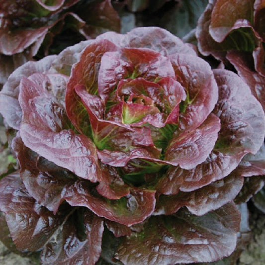Romaine Cimarron Lettuce Seeds 600+ Heirloom Red Vegetable Garden Seeds - Non-GMO, Organic, Easy to Grow