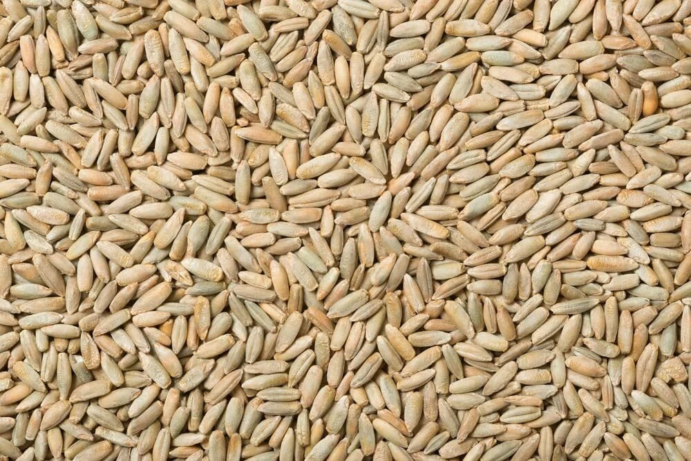 Rye Berries 4 Pounds High Fiber & Iron Whole Grain (Secale cereale) Made in USA