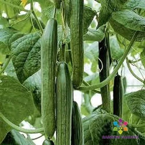 Tyria Cucumber Seeds - 25+ Pack - Heirloom Variety - Cucumis sativus - USA Grown