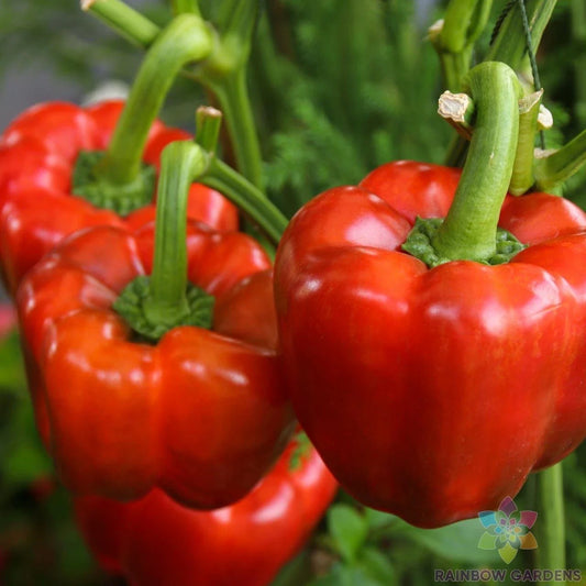California Wonder Red Sweet Pepper Seeds - 25+ Pack - Non-GMO - Capsicum annuum - Garden Planting Seeds
