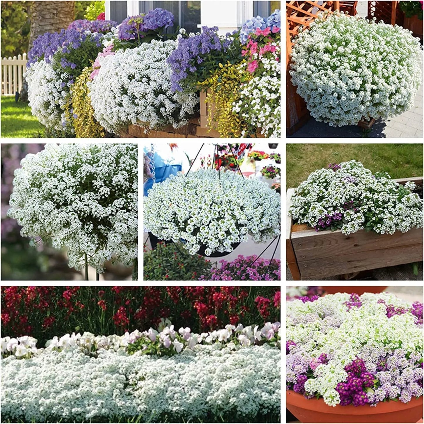 250 White Alyssum Clover Seeds | Snow White Thyme Ground Cover | Sweet Alyssum (Lobularia maritima)