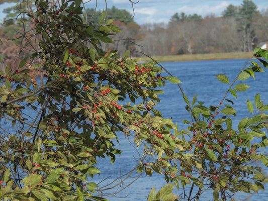 Winterberry Holly Seeds, Bulk Available, Ilex verticillata, Hardy Shrub for Landscaping, Native Plant Seeds